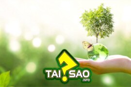 Tại sao phải sử dụng các sản phẩm thân thiện với môi trường đang trở thành xu hướng?